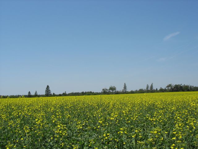 2009-07-pei-vaca-150.JPG