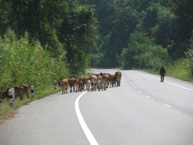 2010-11-thailand-1020.JPG