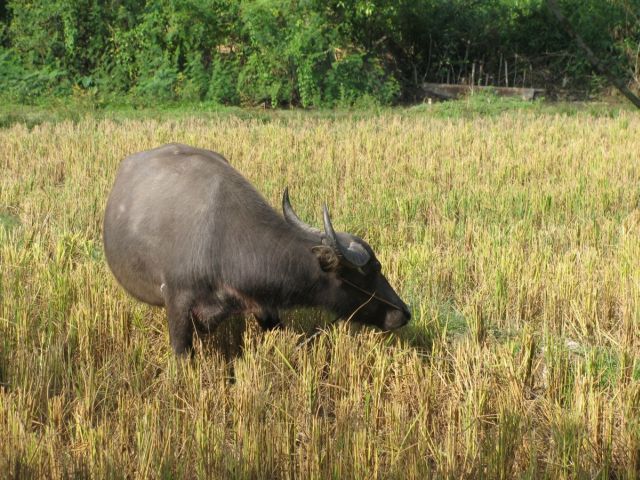 2010-11-thailand-1180.JPG