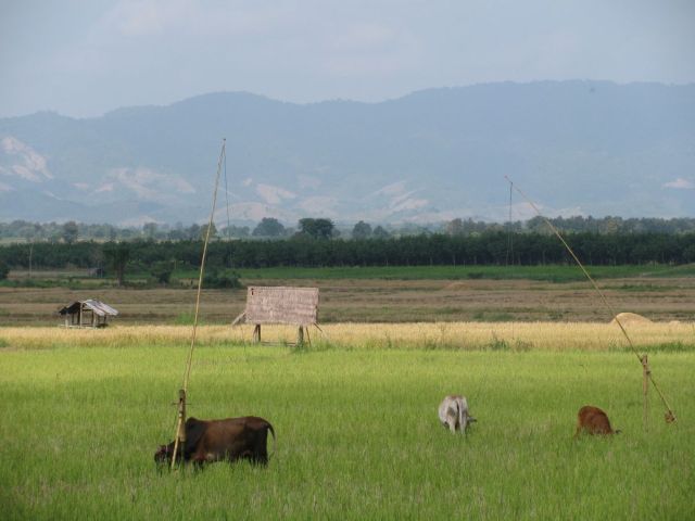 2010-11-thailand-1700.JPG