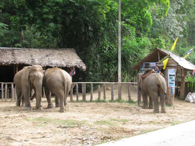 2010-11-thailand-2670.JPG