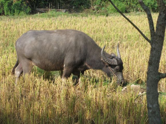 2010-11-thailand-1190.JPG