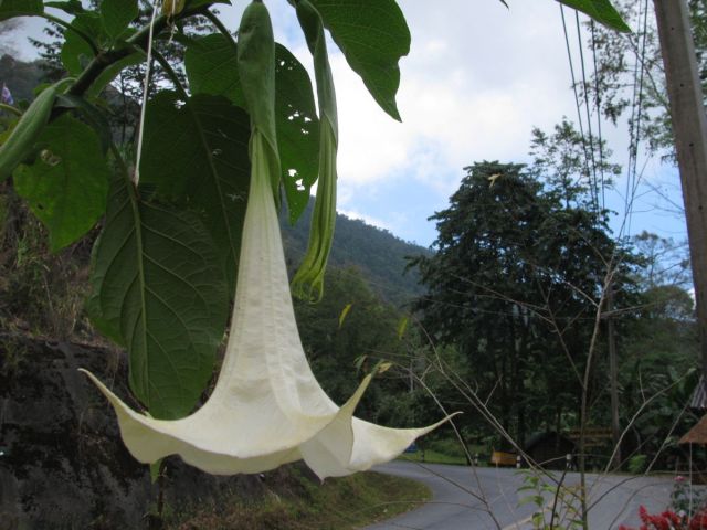 2010-11-thailand-1260.JPG