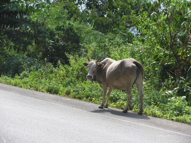 2010-11-thailand-1280.JPG