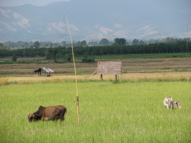 2010-11-thailand-1710.JPG